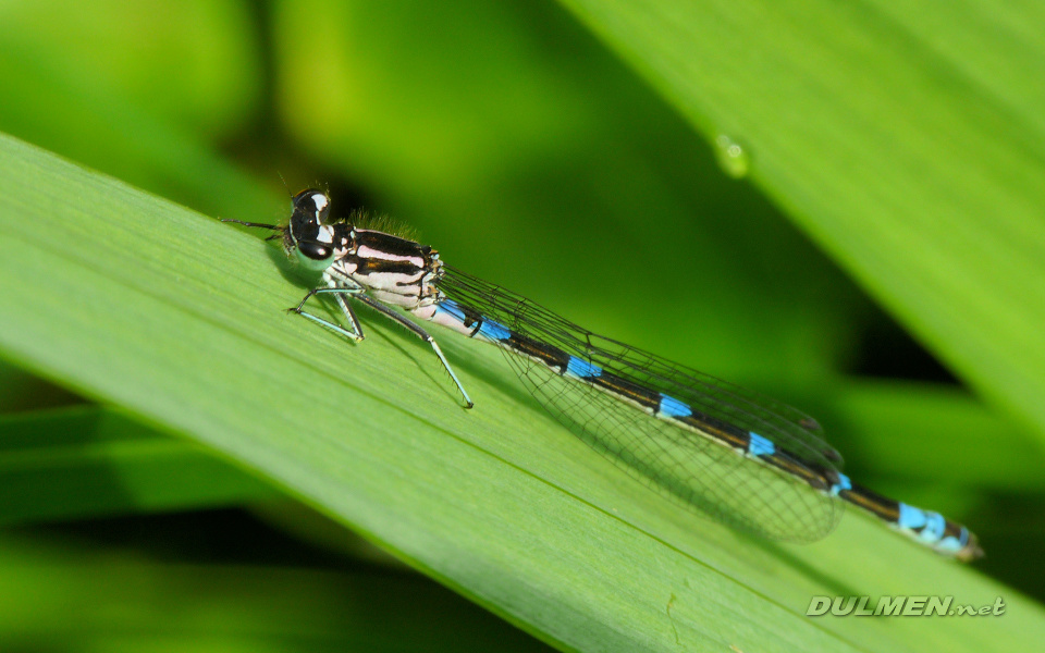 Variable Bluet (Female, Coenagrion pulchellum)